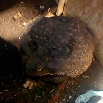 Un sapo gigante se metió en una casa de Granadero Baigorria y conmocionó a todos