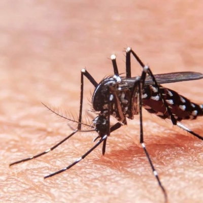 Dengue. 365 casos confirmados y 522 en estudio en La Rioja