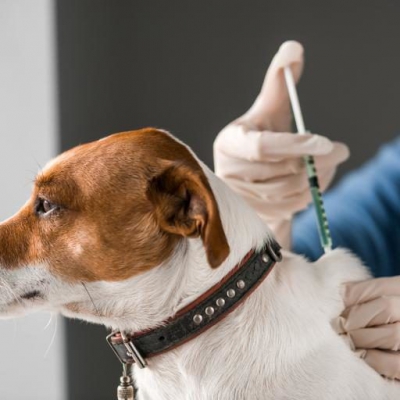 Realizarán vacunación antirrábica y desparasitación para perros y gatos
