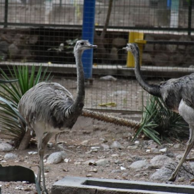 El Municipio informó sobre acciones para mejorar la calidad de vida de los animales ubicados en el predio Yastay