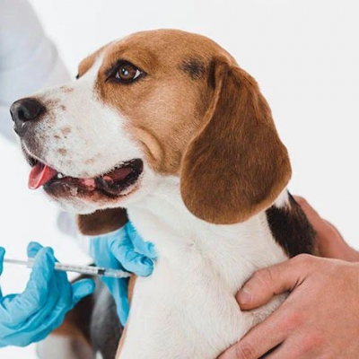 Realizarán vacunación antirrábica y desparasitación de perros y gatos