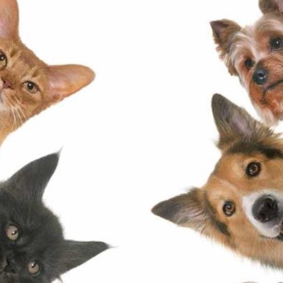 Sigue la atención clínica gratuita para perros y gatos