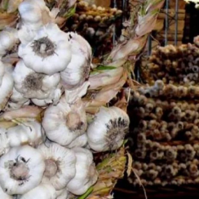 Llegan a Brasil las primeras exportaciones de ajos desde La Rioja