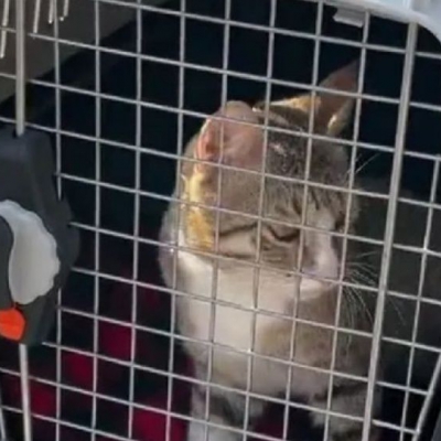 El Municipio Capital inicia con las campañas de castraciones en la ciudad