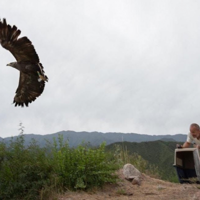 Liberan Águila Coronada en el Mirador del Águila, área protegida del Cantadero