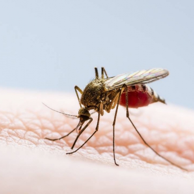 Confirman la tercera muerte por dengue en La Rioja