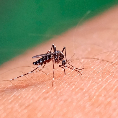 El Gobierno provincial informó que comprarán vacunas contra el dengue