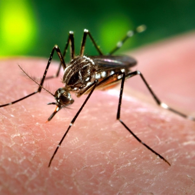 Dengue en Argentina: confirman primer caso de serotipo 4 en el país