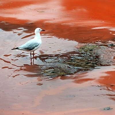 Preocupación en Chubut por una “Marea roja” que afecta a las costas de la Patagonia y puede ser mortal