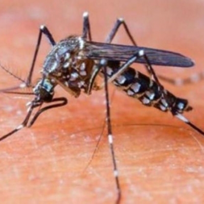 Dengue: 45 casos confirmados en Formosa y 26 en Buenos Aires