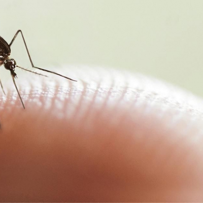 Murió la primera paciente con dengue de esta temporada en Córdoba