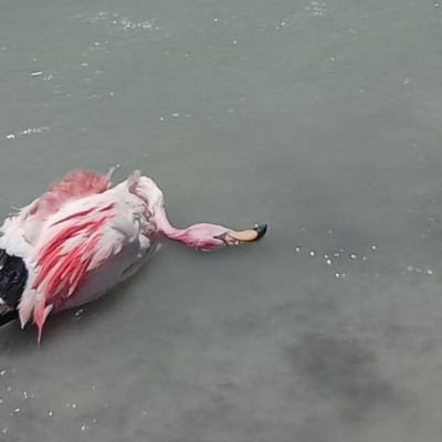 Tomaron muestras para analizar la causa de muerte de flamencos en Laguna Brava