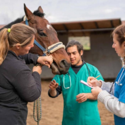 El Ministerio de Salud lanzó una alerta por casos de Encefalomielitis Equina La Rioja