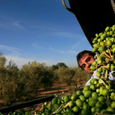 Cosecha 2025: Planifican recibir a más de 10.000 trabajadores rurales