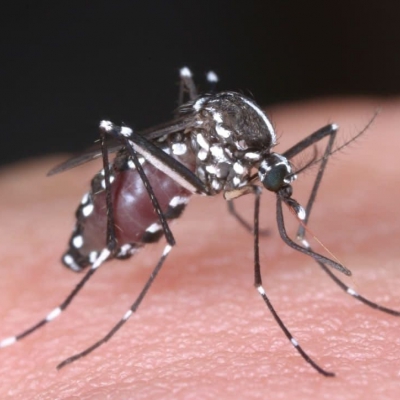 Se confirma un nuevo caso de dengue en la zona oeste de la Capital