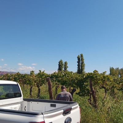 Alerta fitosanitaria por la detección de Lobesia botrana en Villa Unión