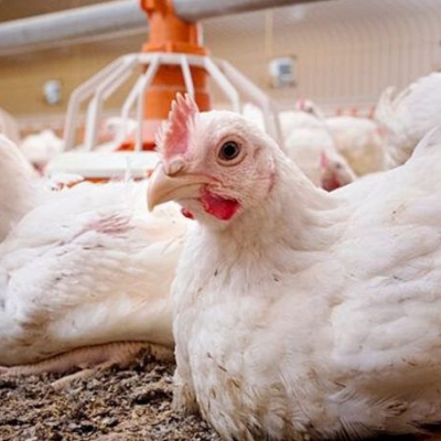 Uruguay declara emergencia sanitaria por gripe aviar