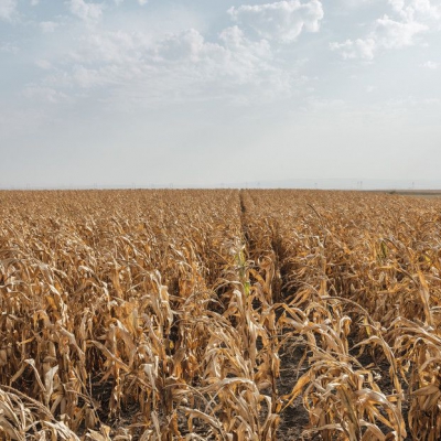 La agricultura mundial se enfrenta a una amenaza que podría disparar el precio de los alimentos