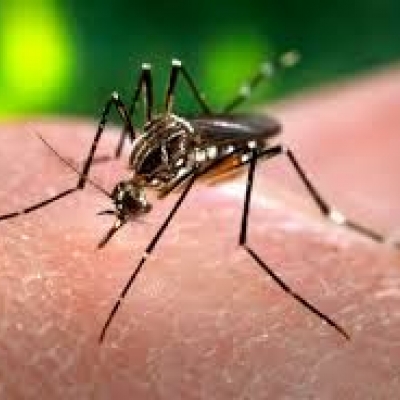 Dengue en Córdoba: otros cinco casos autóctonos y suman ocho